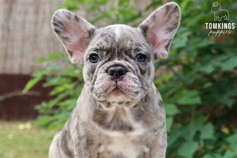 La Grenouille French Bulldog Breeder has been breeding and showing dogs for over 20 years. . French bulldog price california